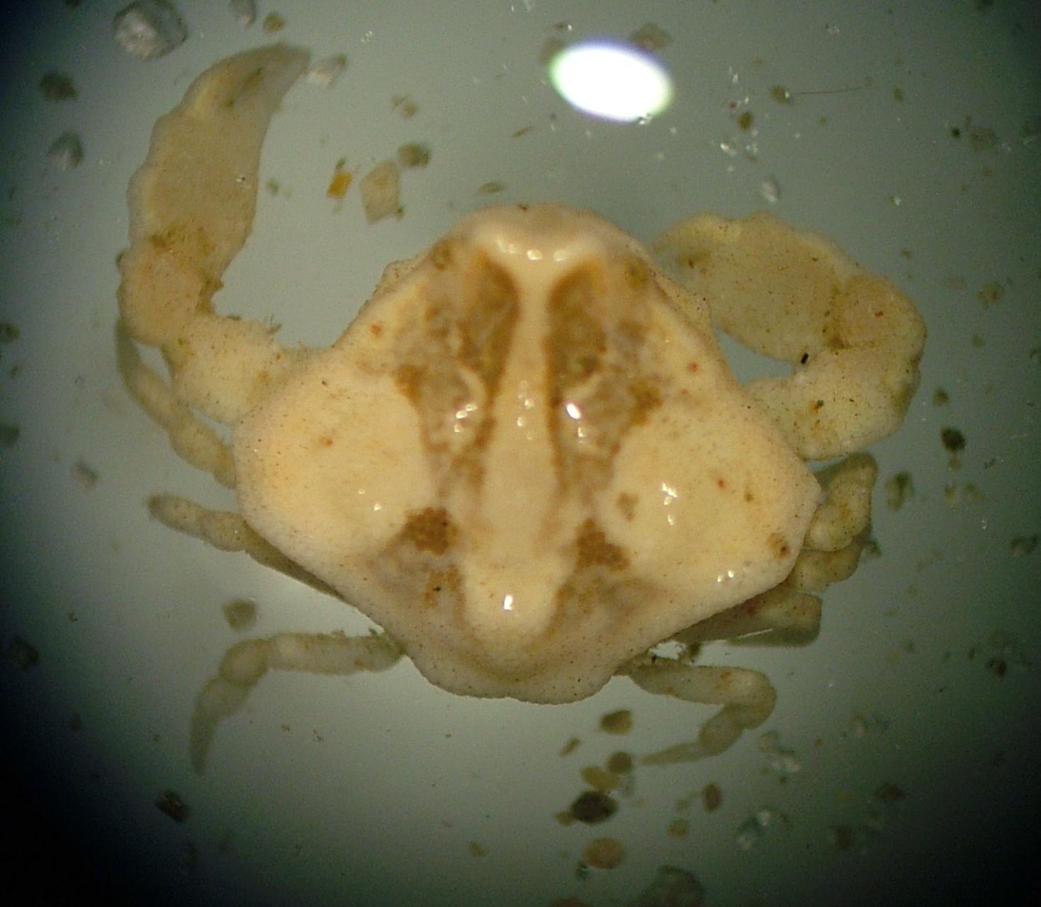 Ebalia edwardsi